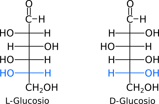 Proiezioni di Fischer del L-Glucosio e D-Glucosio